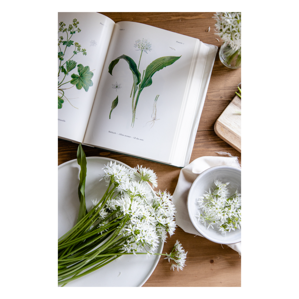 
                      
                        VILD•VUCHS Wild garlic "can do more than pesto" | Book
                      
                    